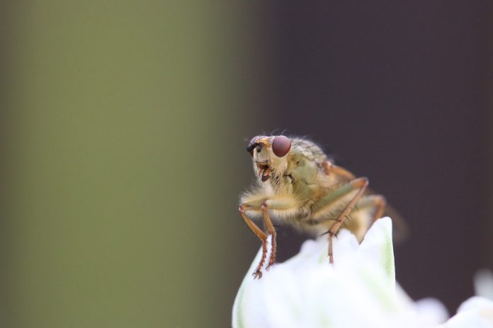 insetti dormono sonno tonioni