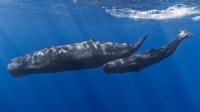 capodoglio madre e cucciolo testa ammortizzata