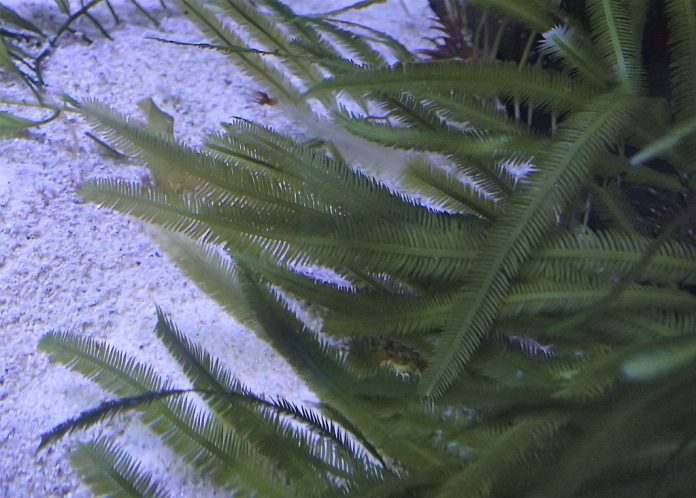 caulerpa taxifolia