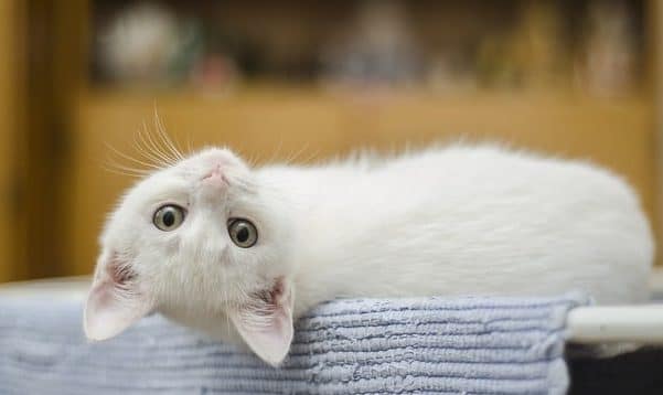 gatti