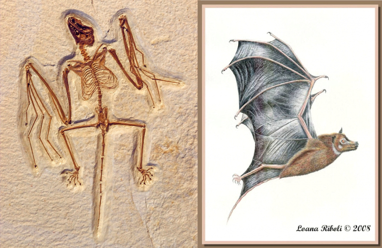 pipistrello senza radar