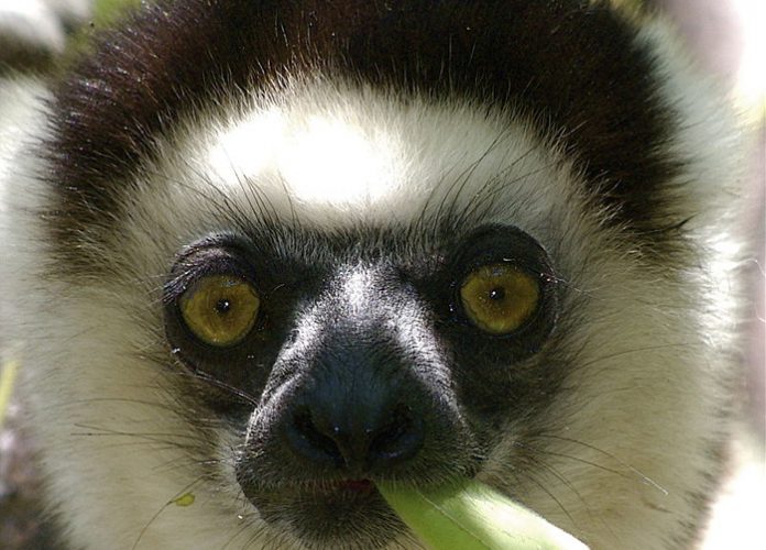 lemure sifaka Propithecus verreauxi