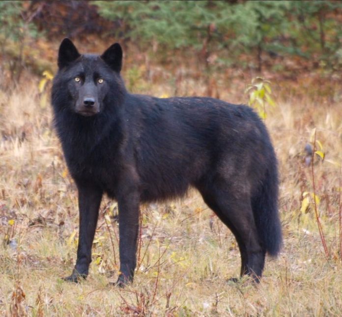 lupo nero cane