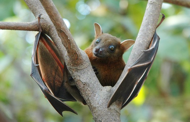 come atterrano i pipistrelli