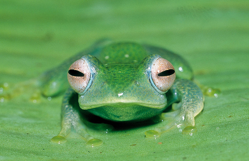 Madagascar, l’isola delle rane