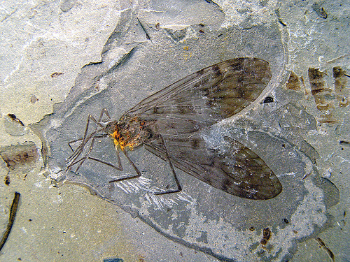 Impollinazione precoce