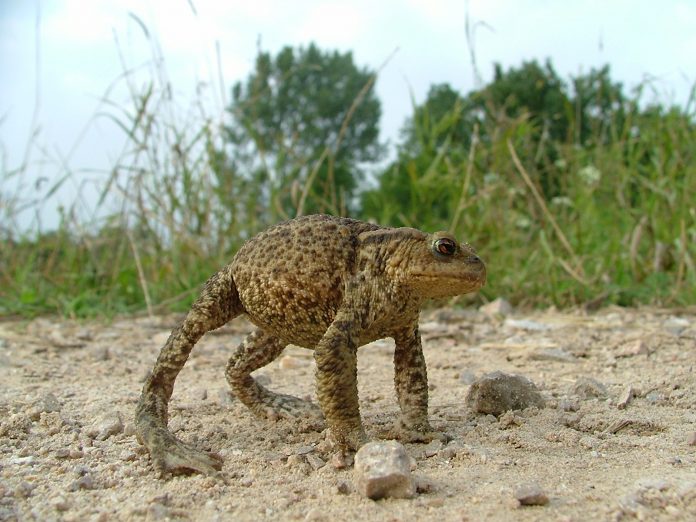 bufo bufo in postura difensiva