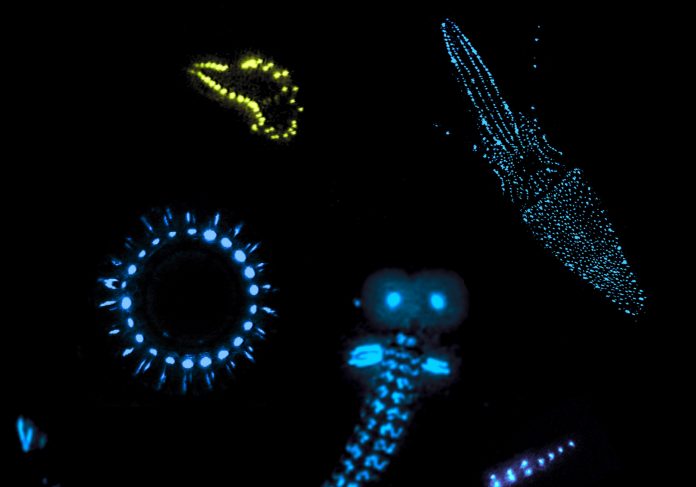 bioluminescenza abissi animali strani