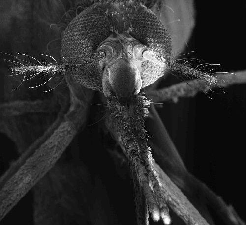 Due nuove strategie per combattere la malaria