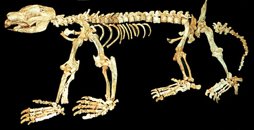 Un’incredibile collezione di marsupiali fossili