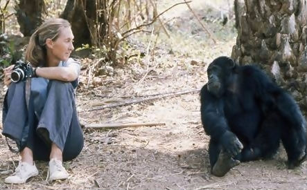 Scimpanzè, l’SOS di Jane Goodall