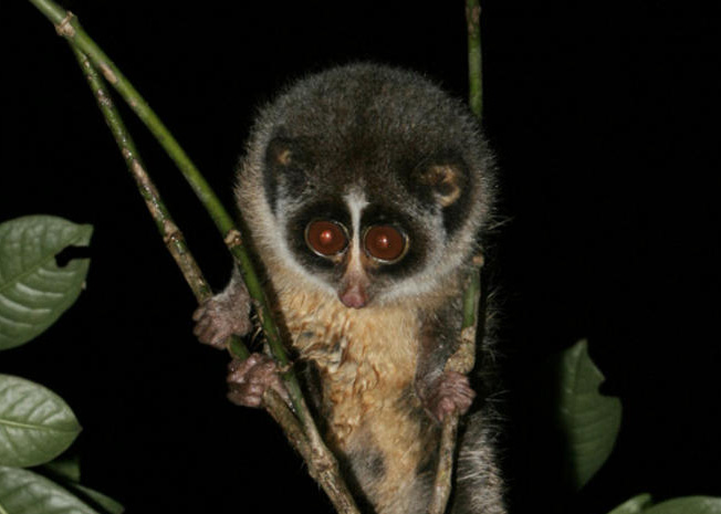 Un primate da scoop