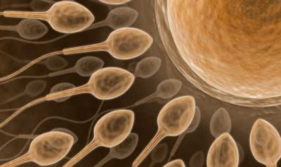 Lo stesso gene da milioni di anni per gli spermatozoi