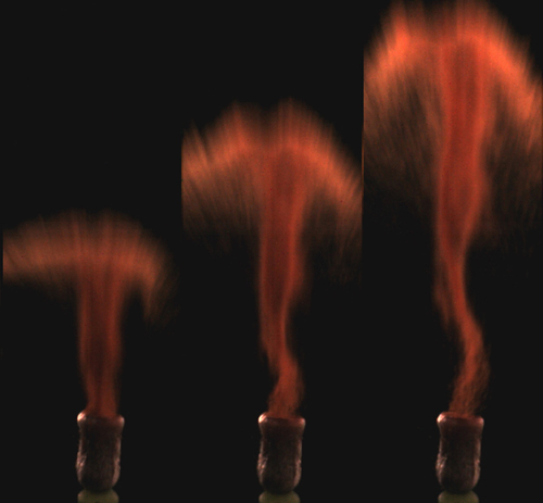 Così il muschio va alla conquista del mondo