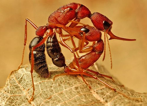 Accendi un gene e l’operaia diventa regina