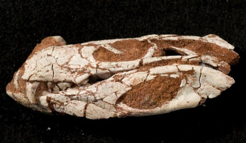 Un coccodrillo dai denti felini