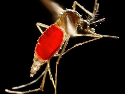 Come funzionano gli insettorepellenti