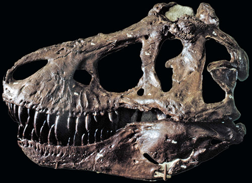 T. rex, un gigante all’improvviso