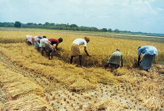 African Market Garden