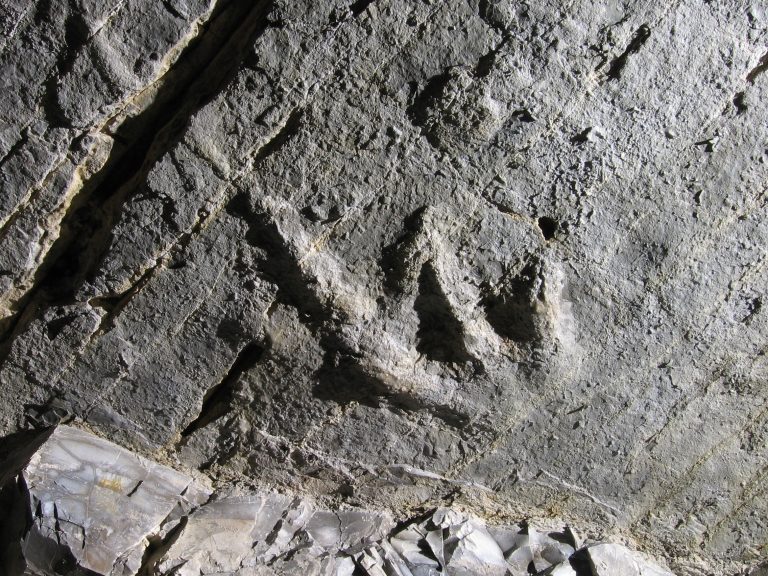 Alpi, tre impronte dal Giurassico