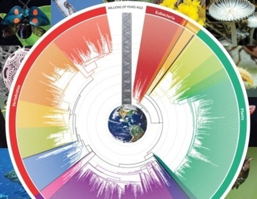 L’evoluzione ce la spiega l’iPhone