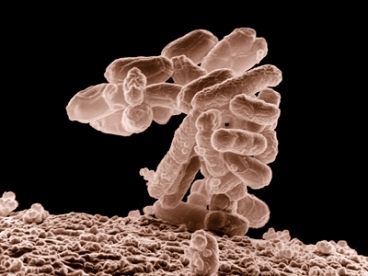 Il farmaco lo produce il batterio