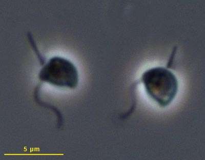 Il virus gigante che viene dal mare