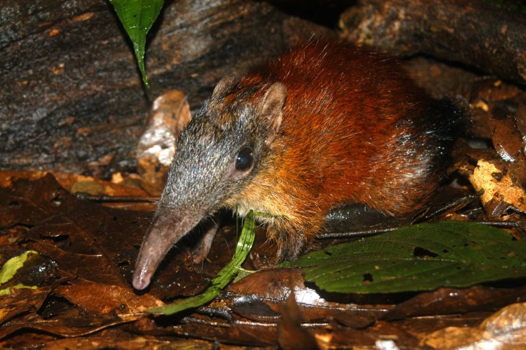 Un vertebrato su cinque è a rischio estinzione