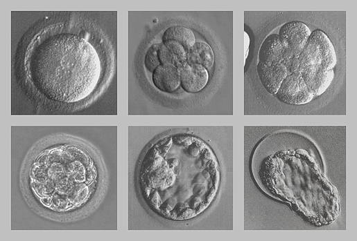 Procreazione assistita: quindici anni d’informazione