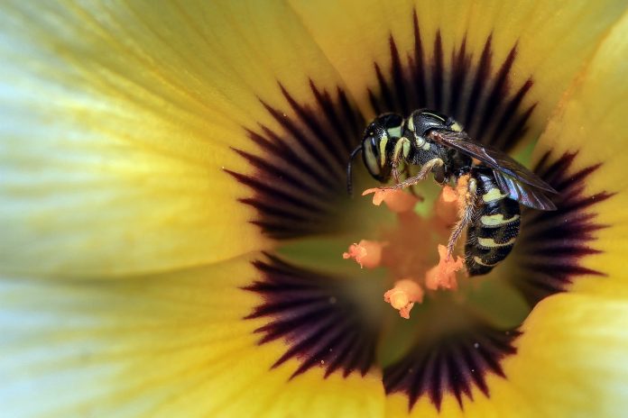 fiori insetti impollinatori bombi