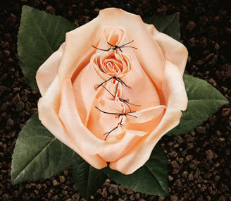 Un petalo di rosa contro l’infibulazione