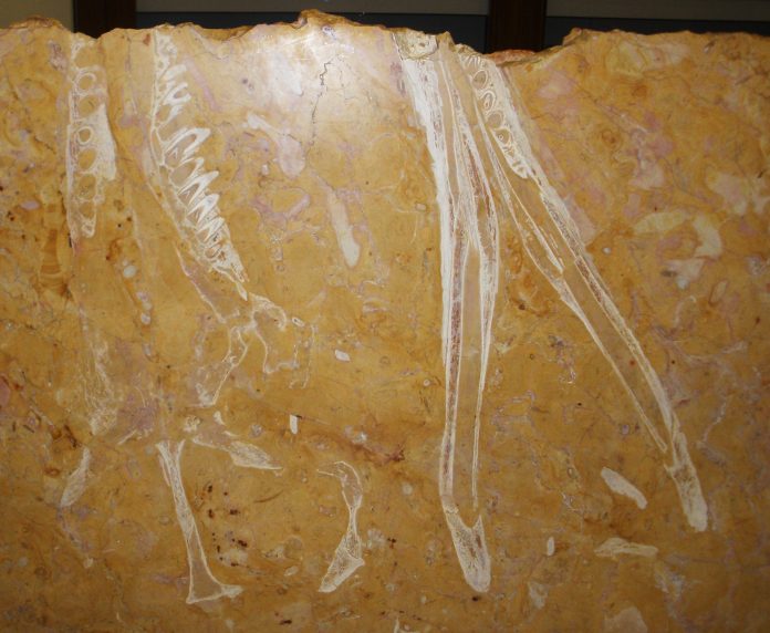 Neptunidraco ammoniticus antico coccodrillo marino estinto