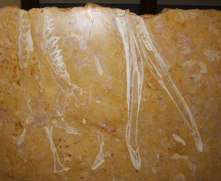 Neptunidraco ammoniticus antico coccodrillo marino estinto