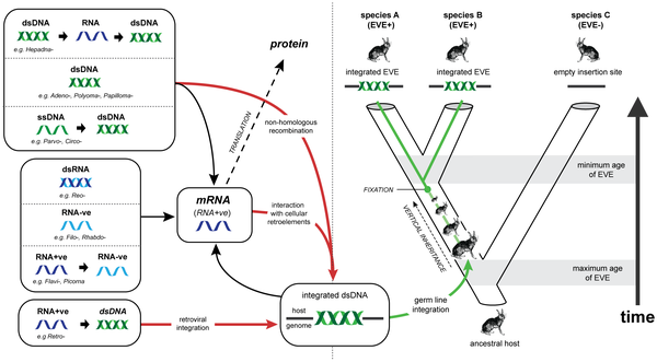 Fossili virali nel genoma umano
