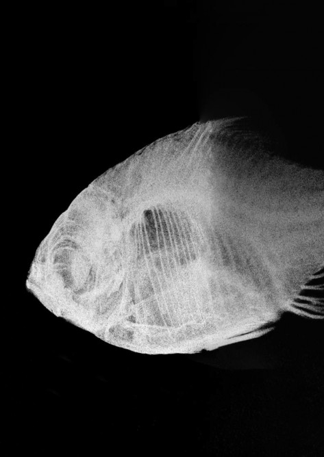 Un tabletop per la produzione dei raggi X