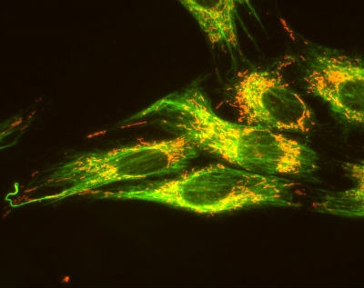 Una biblioteca virtuale di cellule