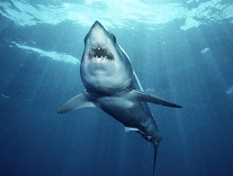 Squali a Sharm: parola agli esperti