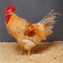 Il pollo gm che ferma H5N1