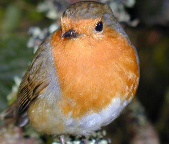 Il senso del pettirosso per i quanti