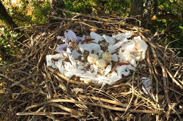 Nel nido l’arredamento conta