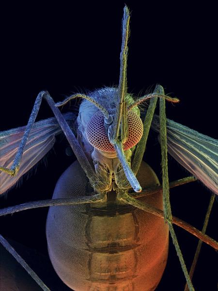 Una nuova zanzara per la malaria