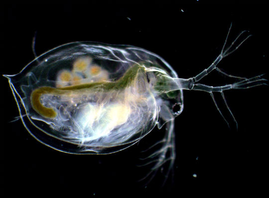 Ecco il genoma della pulce d’acqua