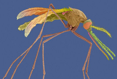 Un fungo contro la malaria