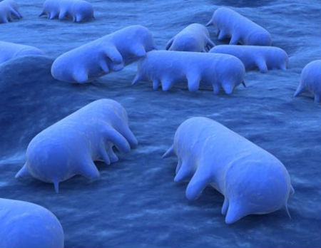 Batterio contro virus: 1 a 0