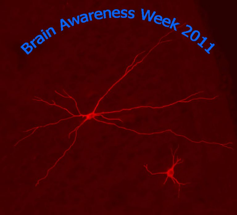 Una settimana tra neuroni e sinapsi