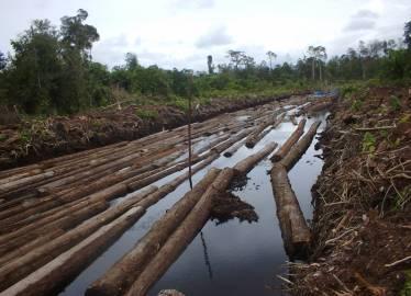 Export del legno: Wikileaks smaschera il Perù