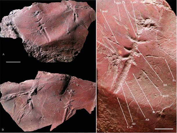 La traccia più antica di un insetto volante