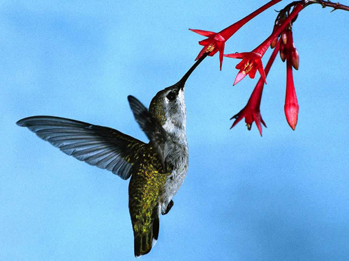 Il becco del colibrì: un aspiratore turbo