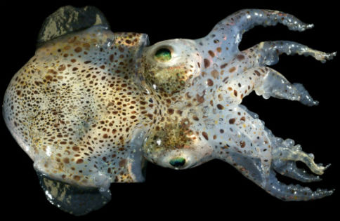 Il calamaro a bordo dello Shuttle