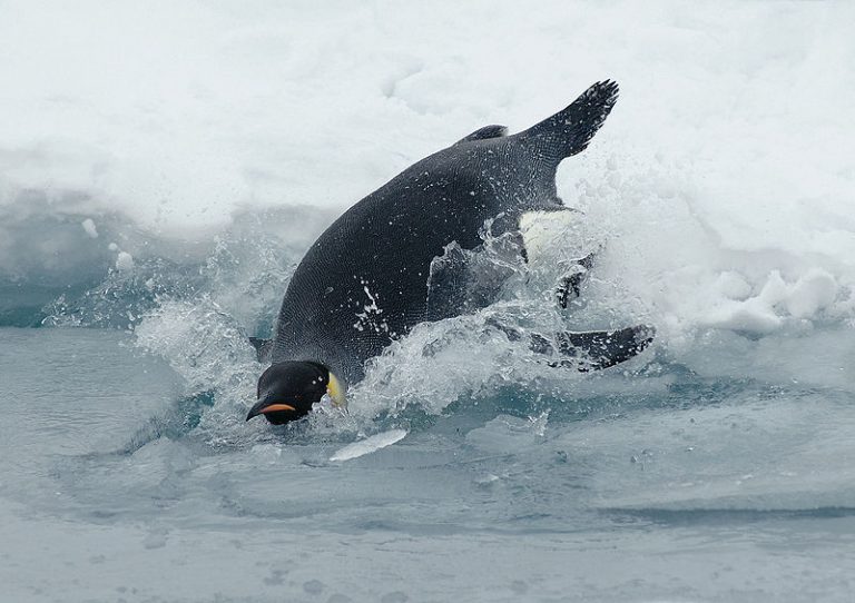 Immersione in apnea, la strategia del pinguino